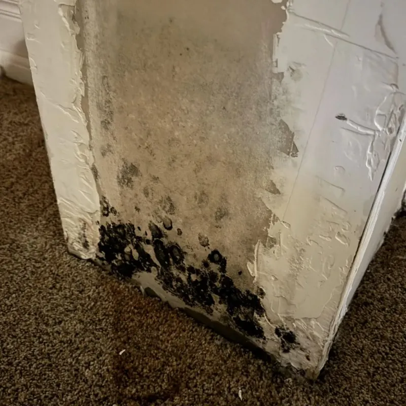 Professional Mold Removal in Worden, IL